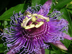 Passion Flower Powder