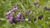 Comfrey Leaf 1.2kg