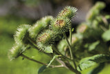 Burdock Root Powder