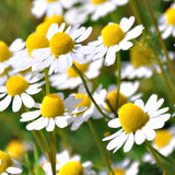 Chamomile 1.2kg