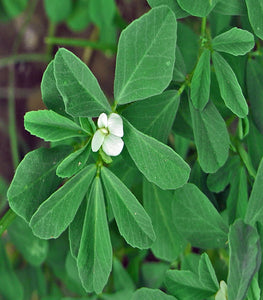 Fenugreek Seed Powder