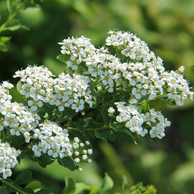 Meadowsweet leaf 1.2kg