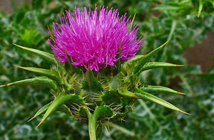 St Mary's Thistle Powder (milk thistle)